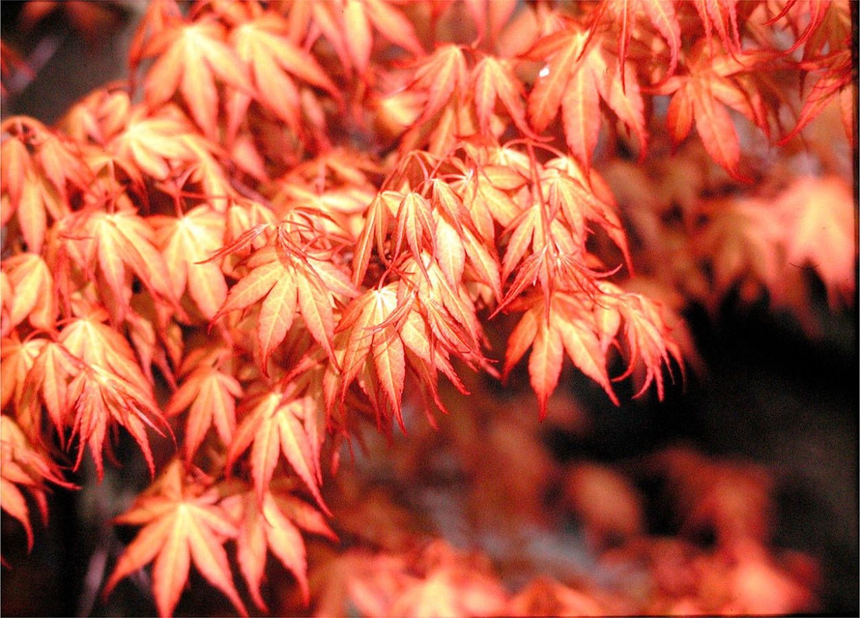 Клен японский Acer japonicum