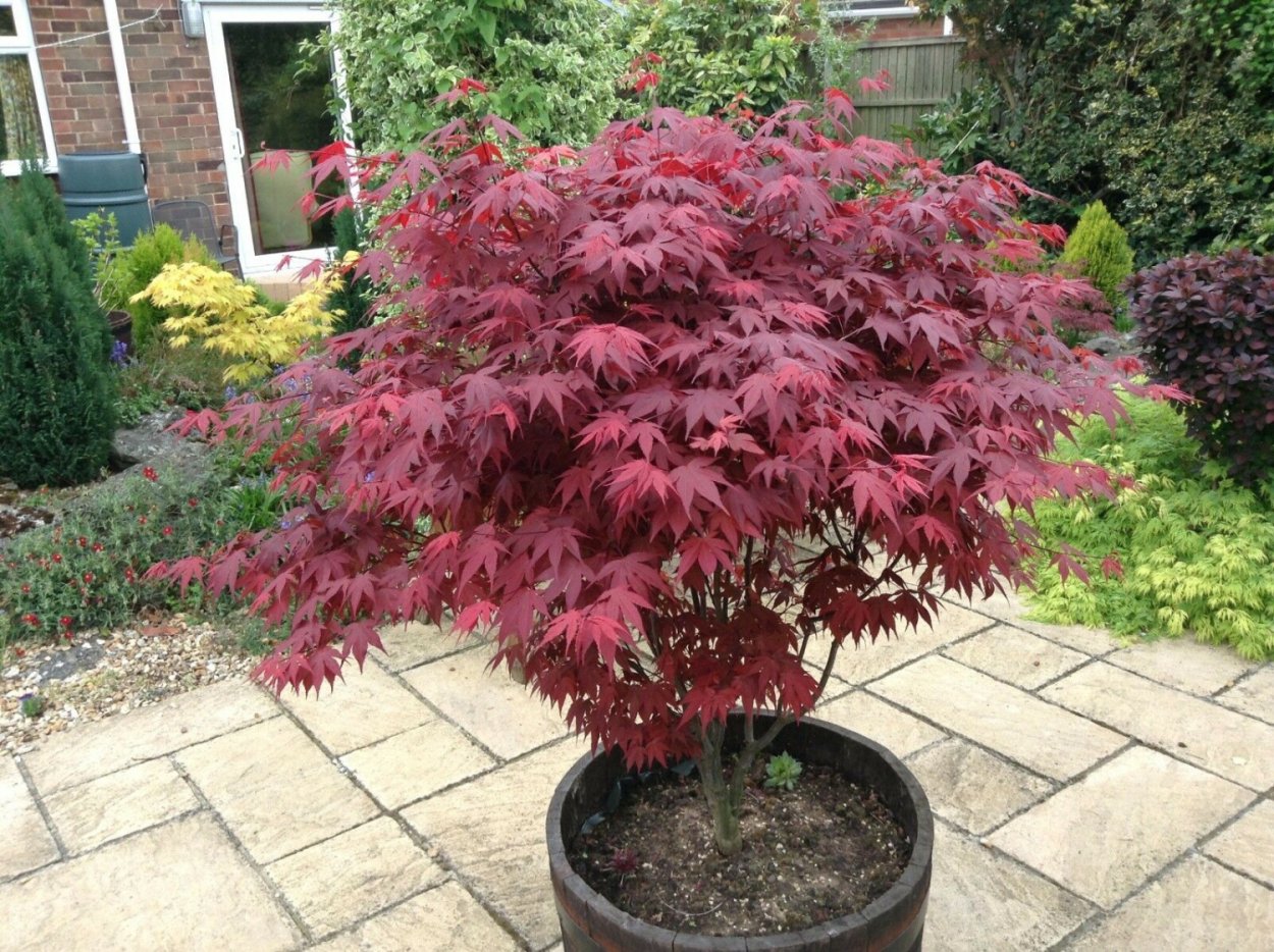 Клен Acer palmatum Atropurpureum
