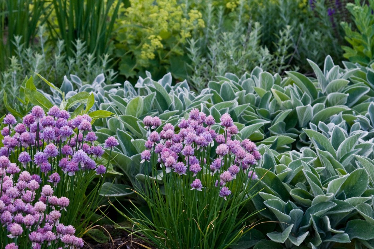 Седум Хризантема Астра