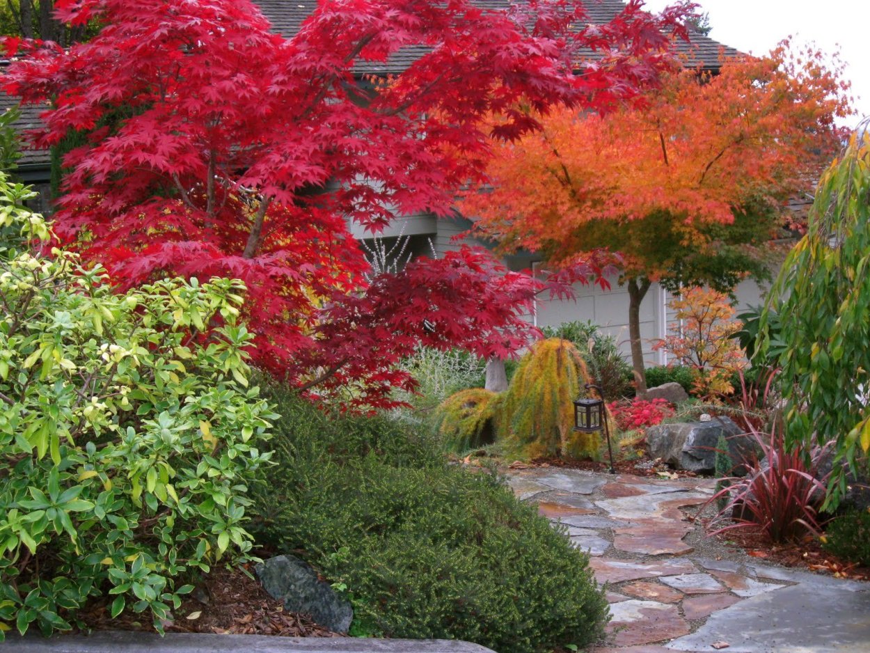Acer palmatum Ariadne