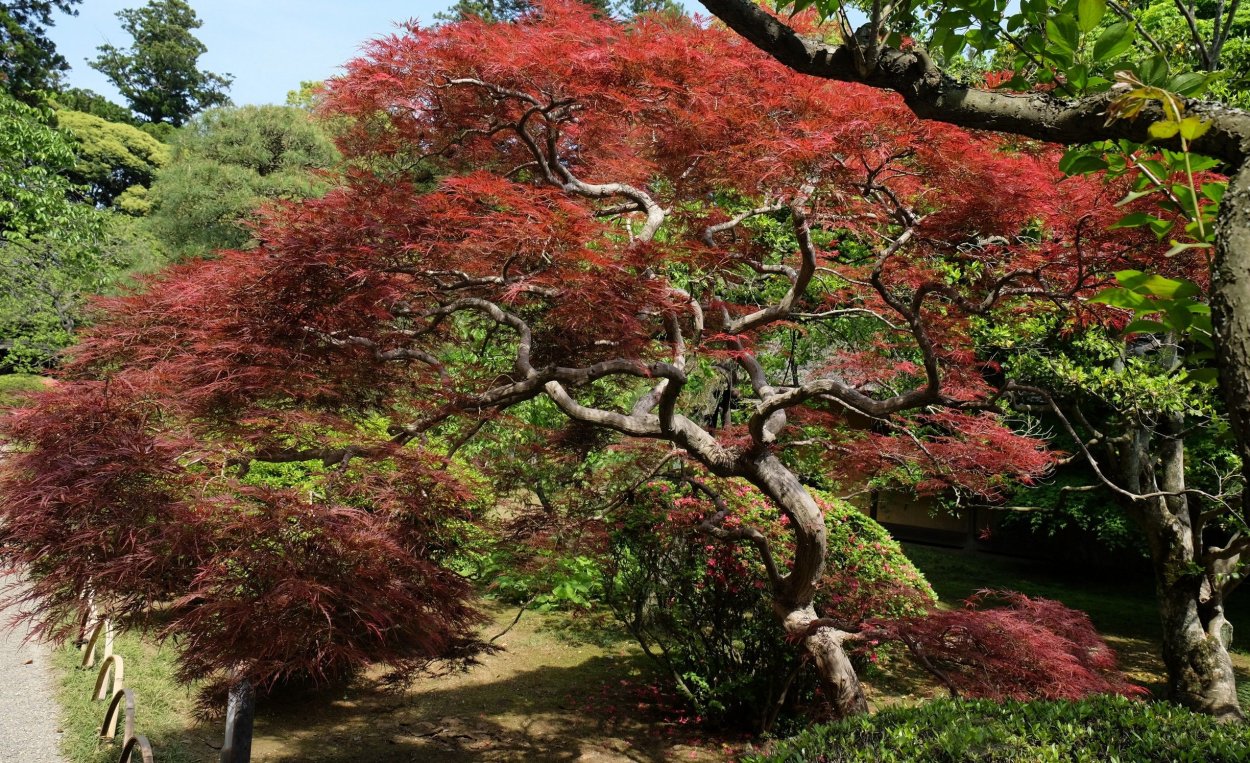 Японский клен палматум айс