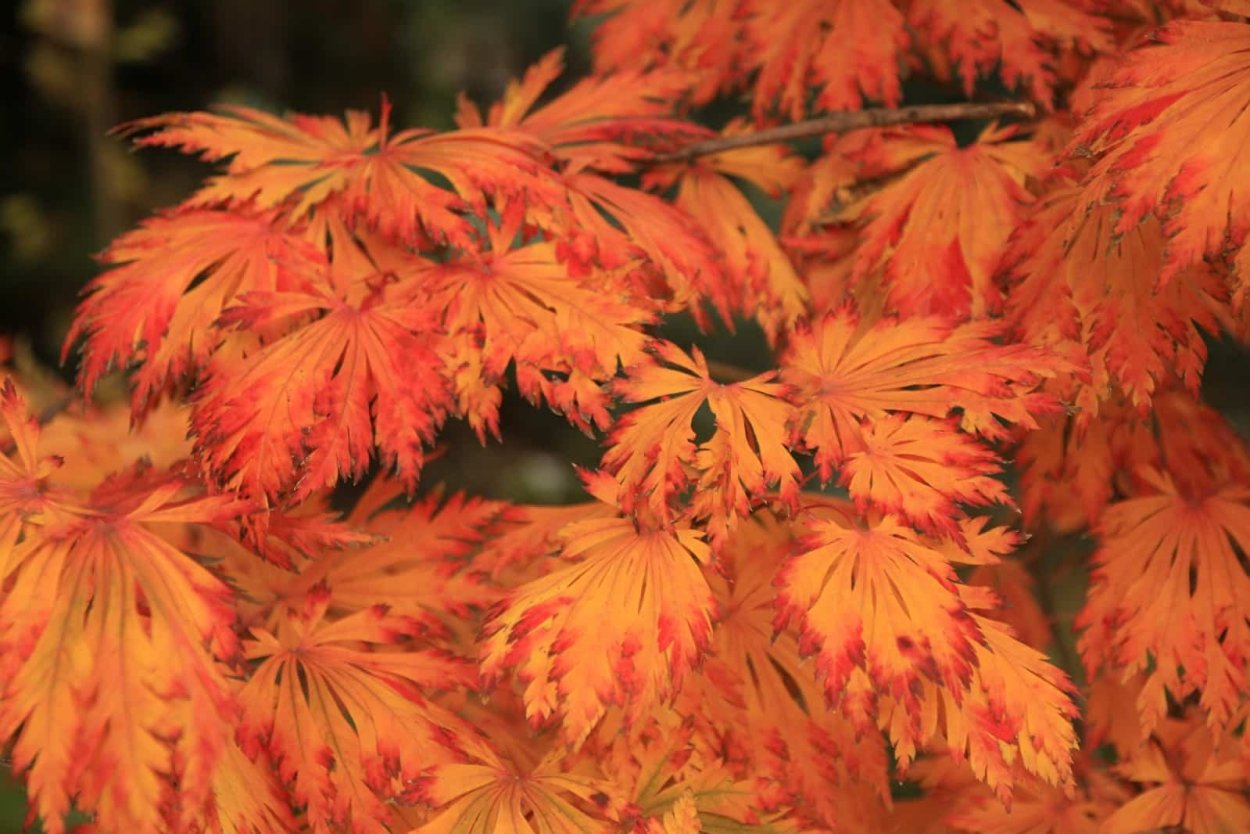 Acer palmatum 'Baldsmith'