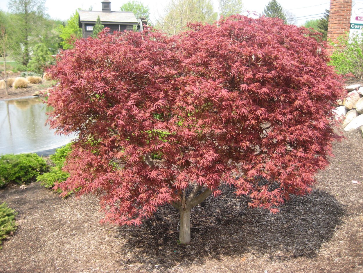 Клён дланевидныйвеерный "Acer palmatum"