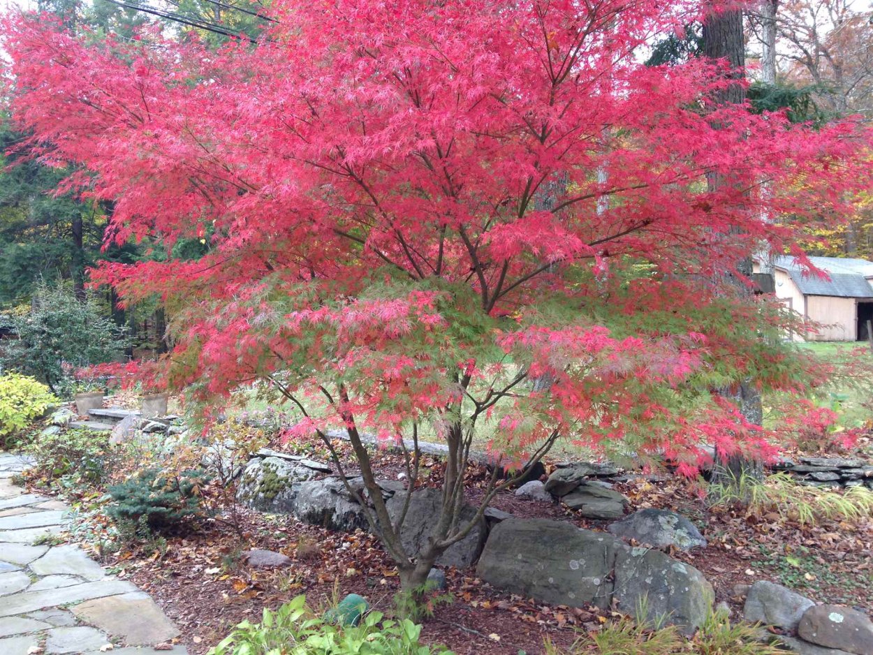 Клен веерный Сейрю