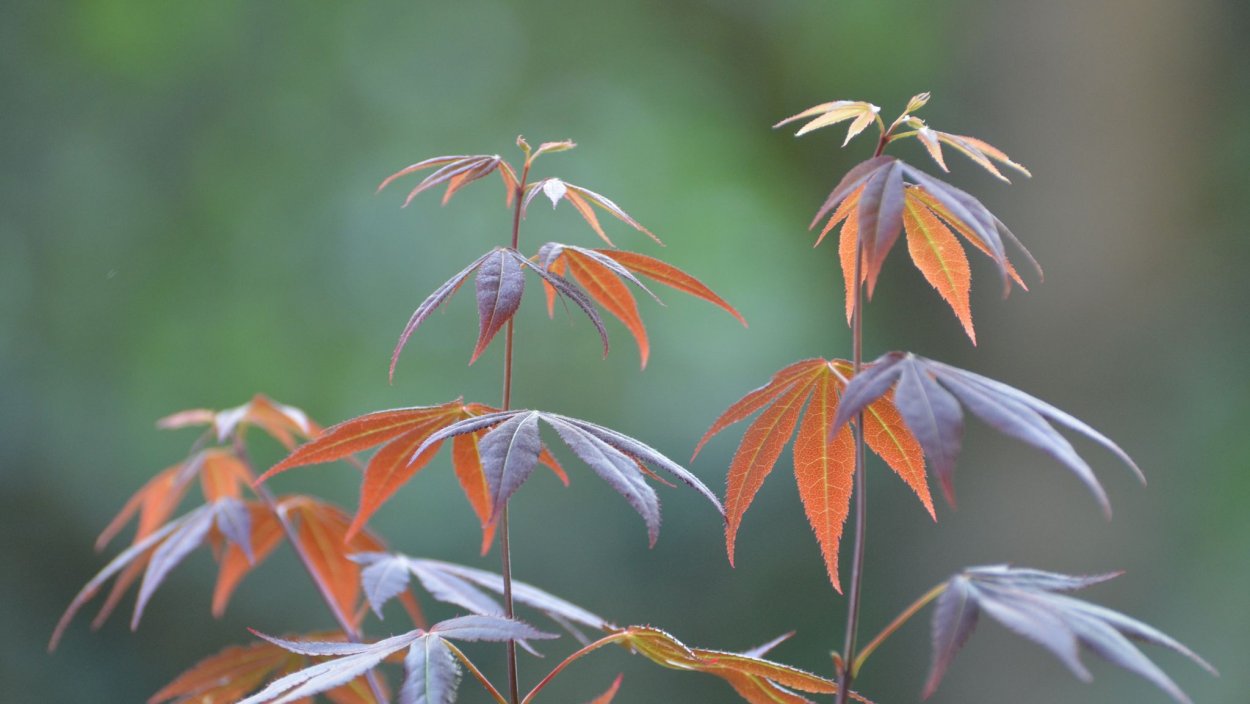 Клен Acer palmatum Atropurpureum