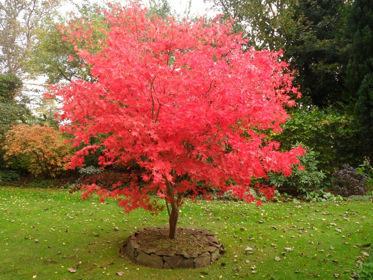 Acer palmatum 'Trompenburg'