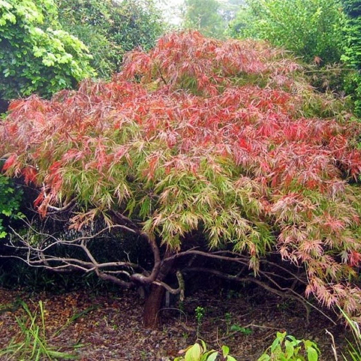 Клён японский