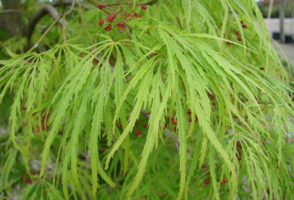 Японский клён в Киото