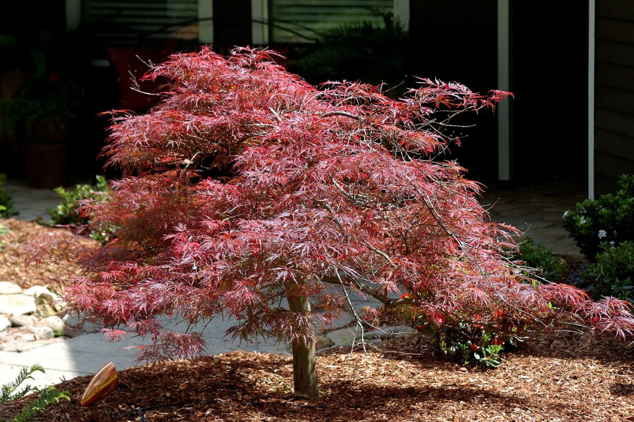 Клен Момидзи