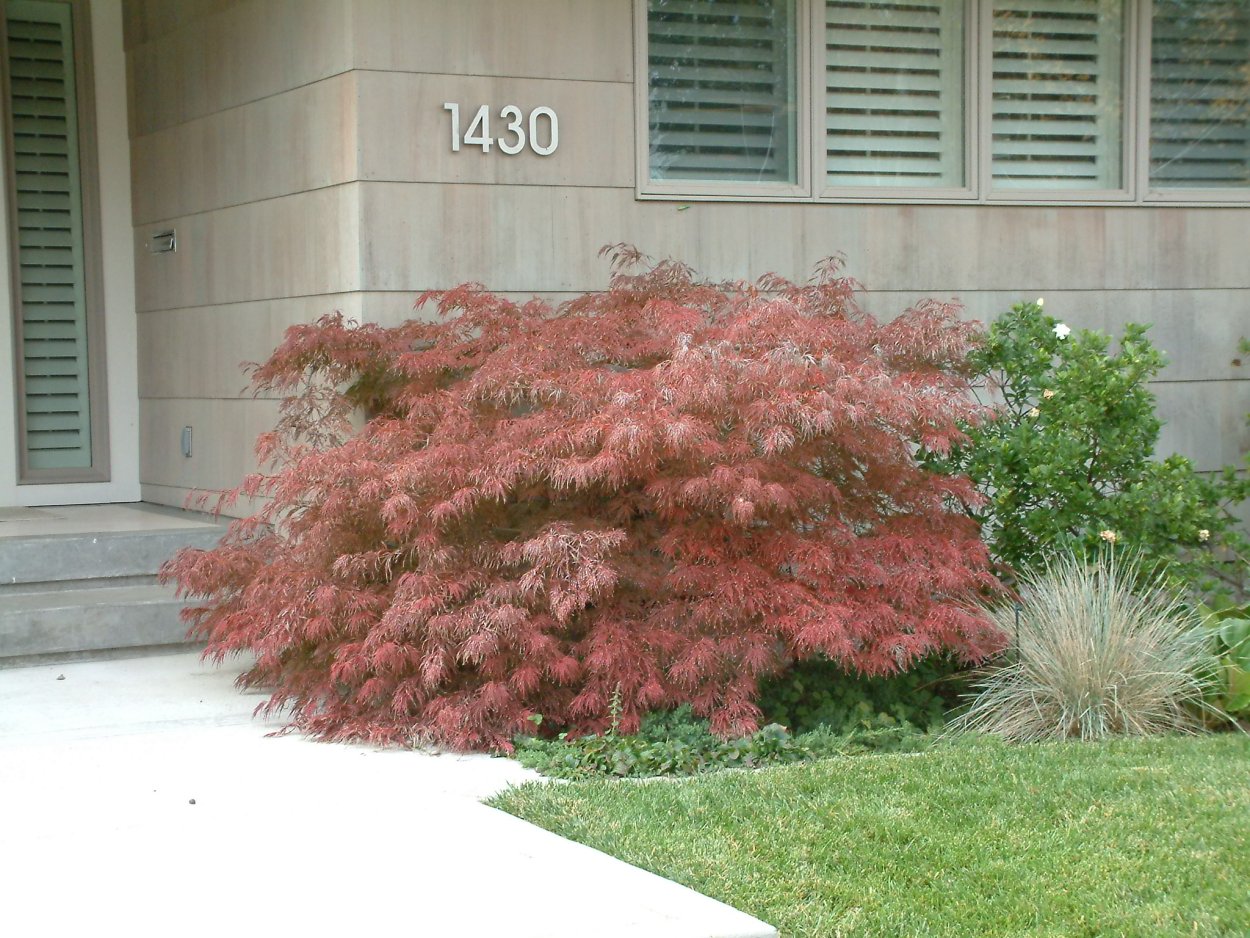 Японский клен дерево