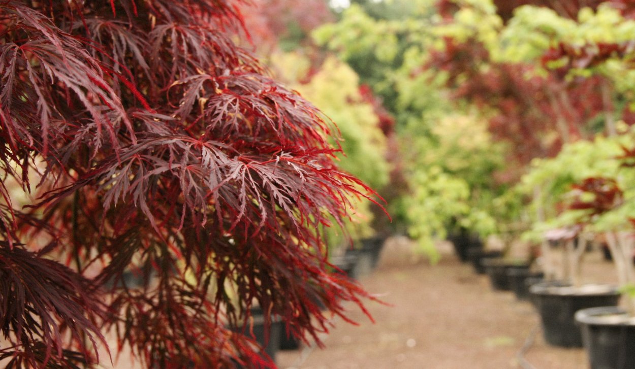 Киото Момидзи