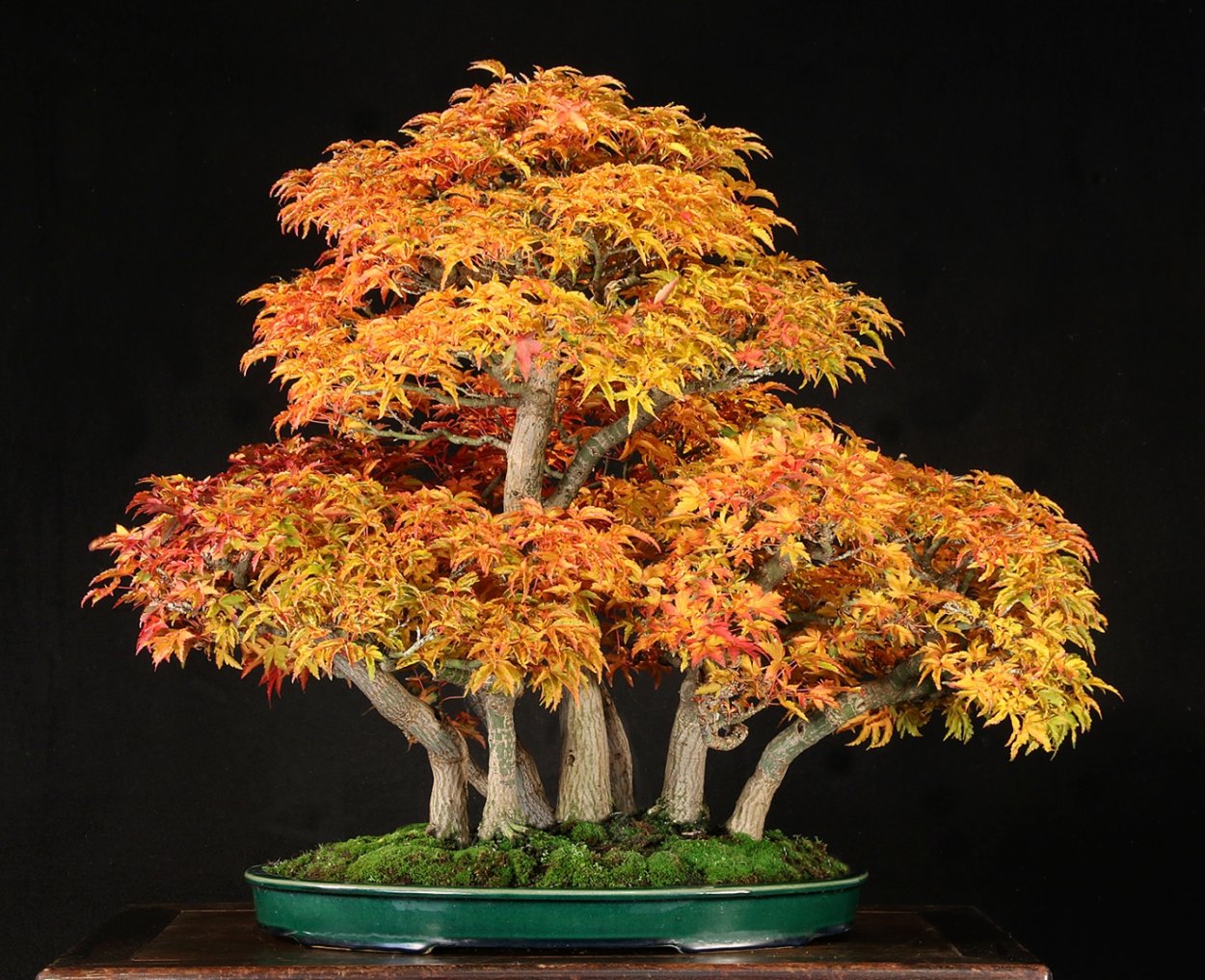 Бонсай клен