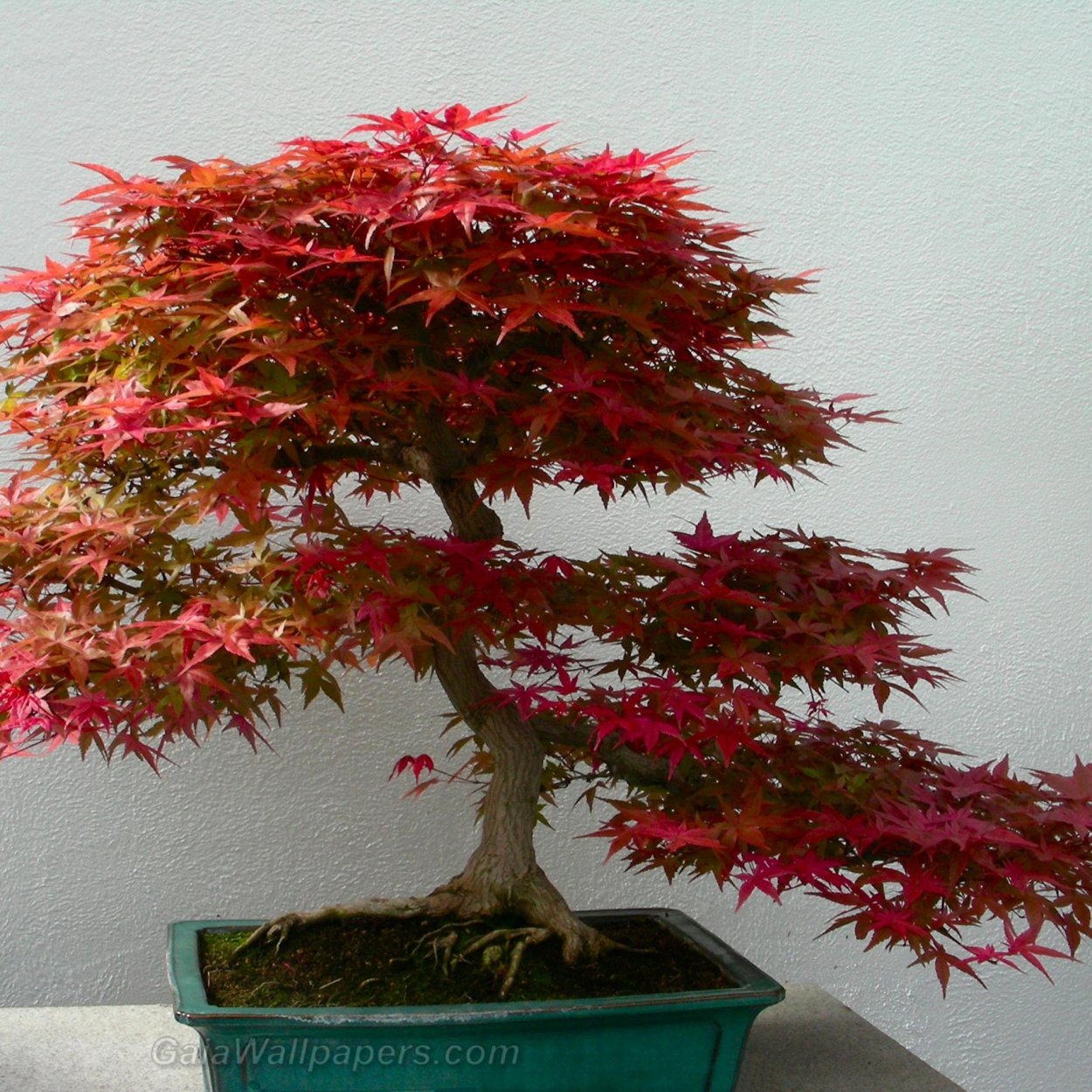 Японский красный клен бонсай