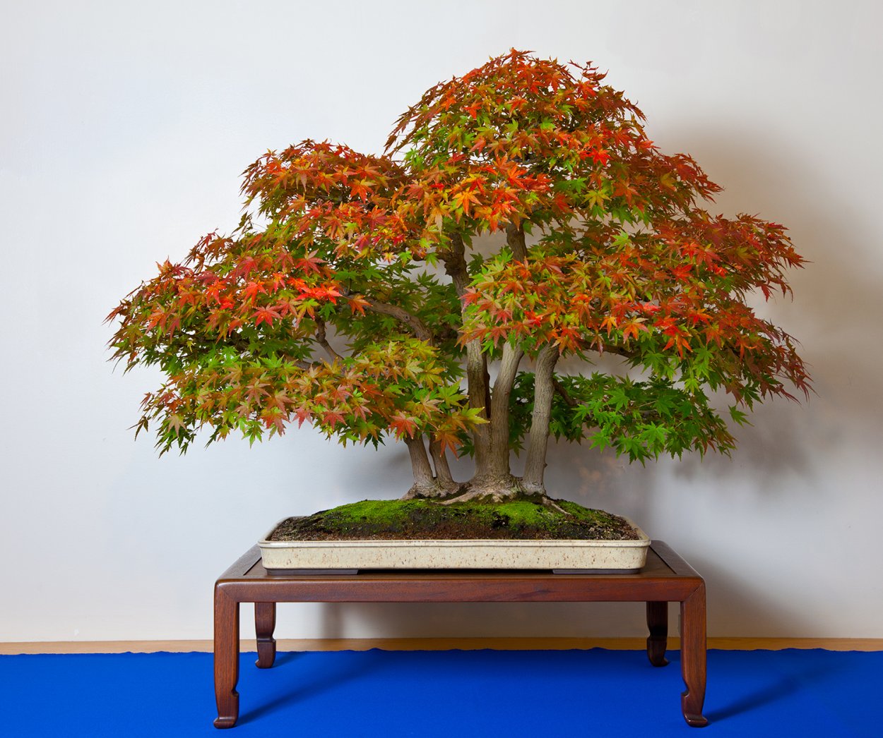 Клен Гиннала бонсай