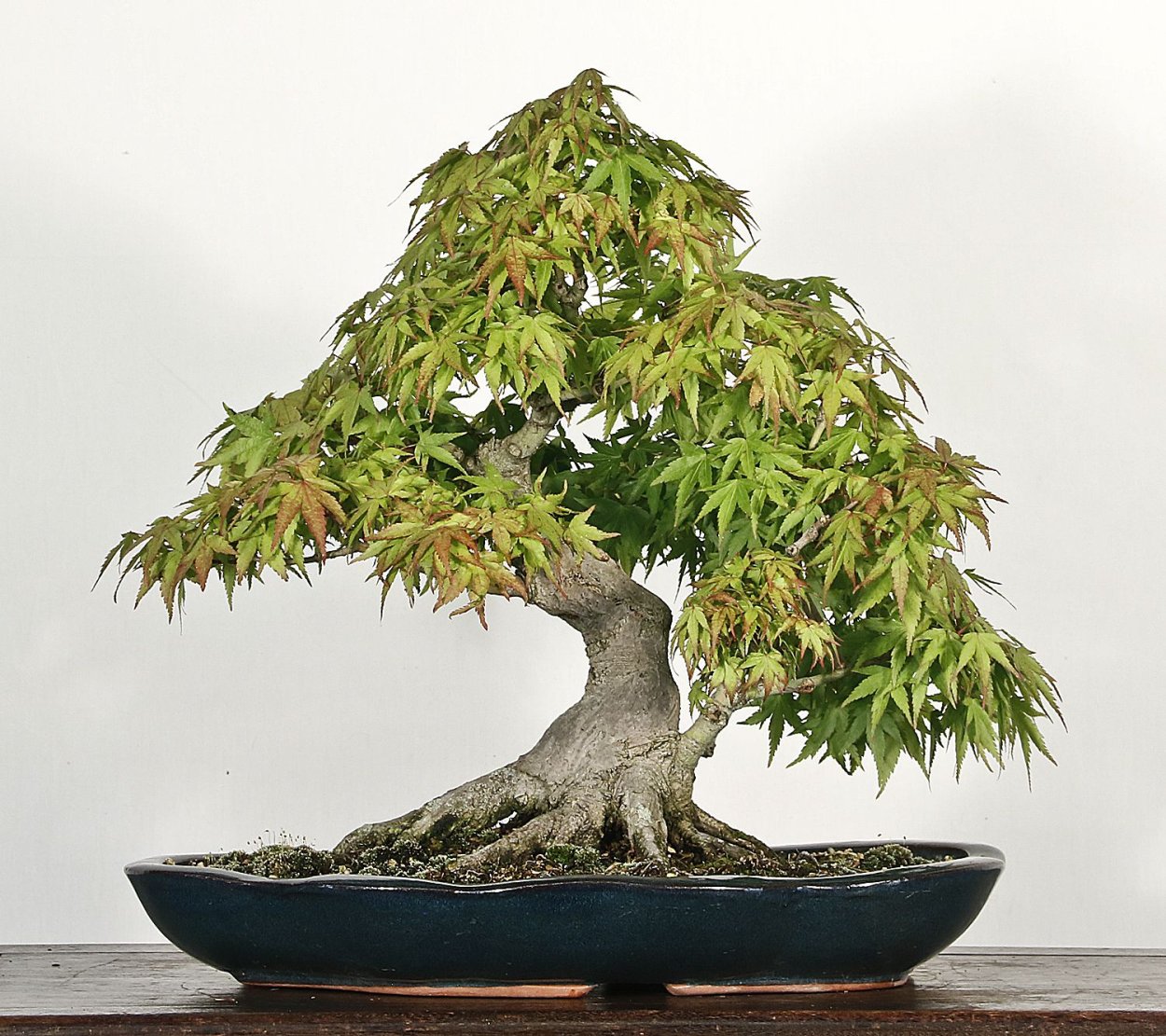 Бонсай остролистный