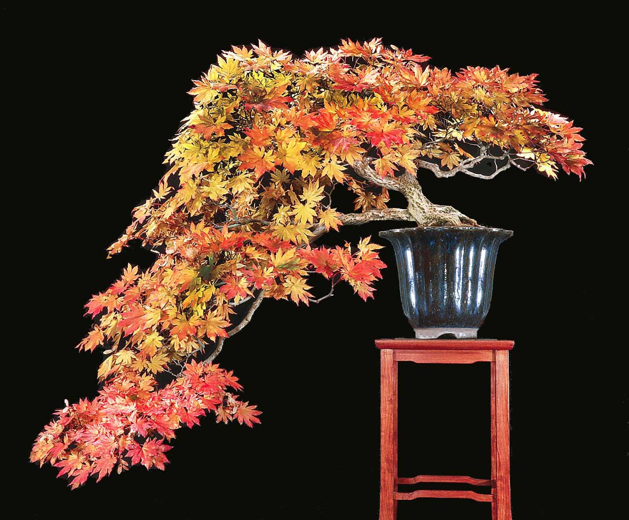 Осенний бонсай