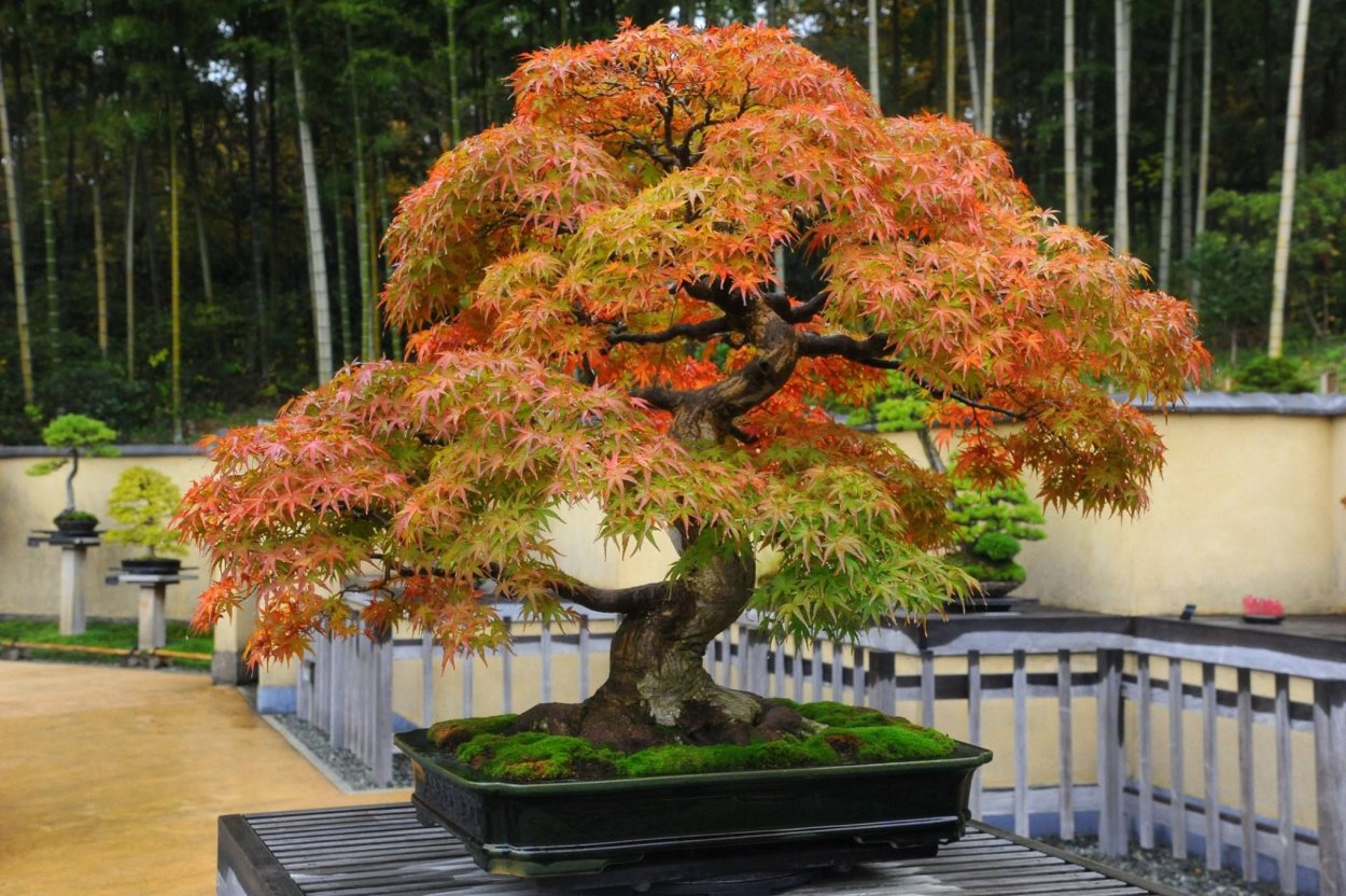 Клен веерный бонсай