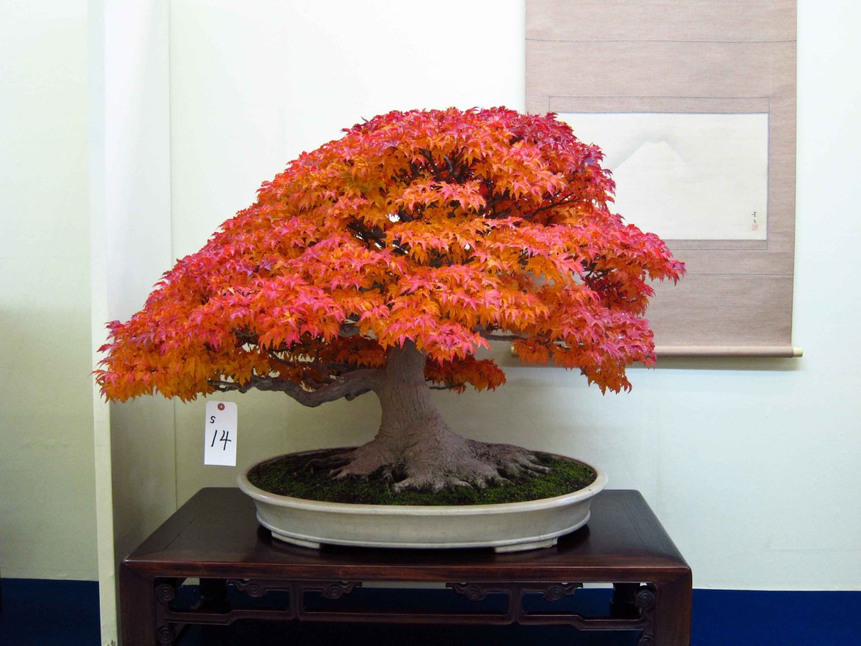 Японский красный клен бонсай