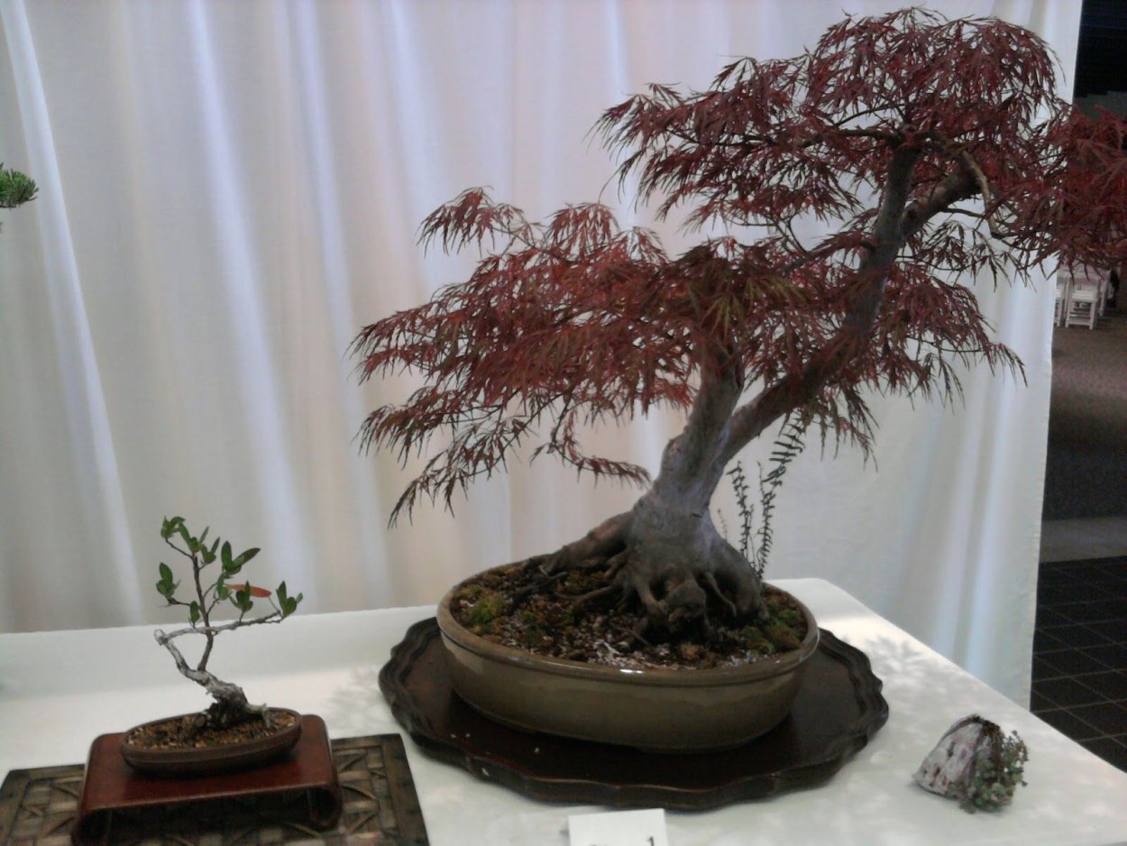 Trident Maple Bonsai