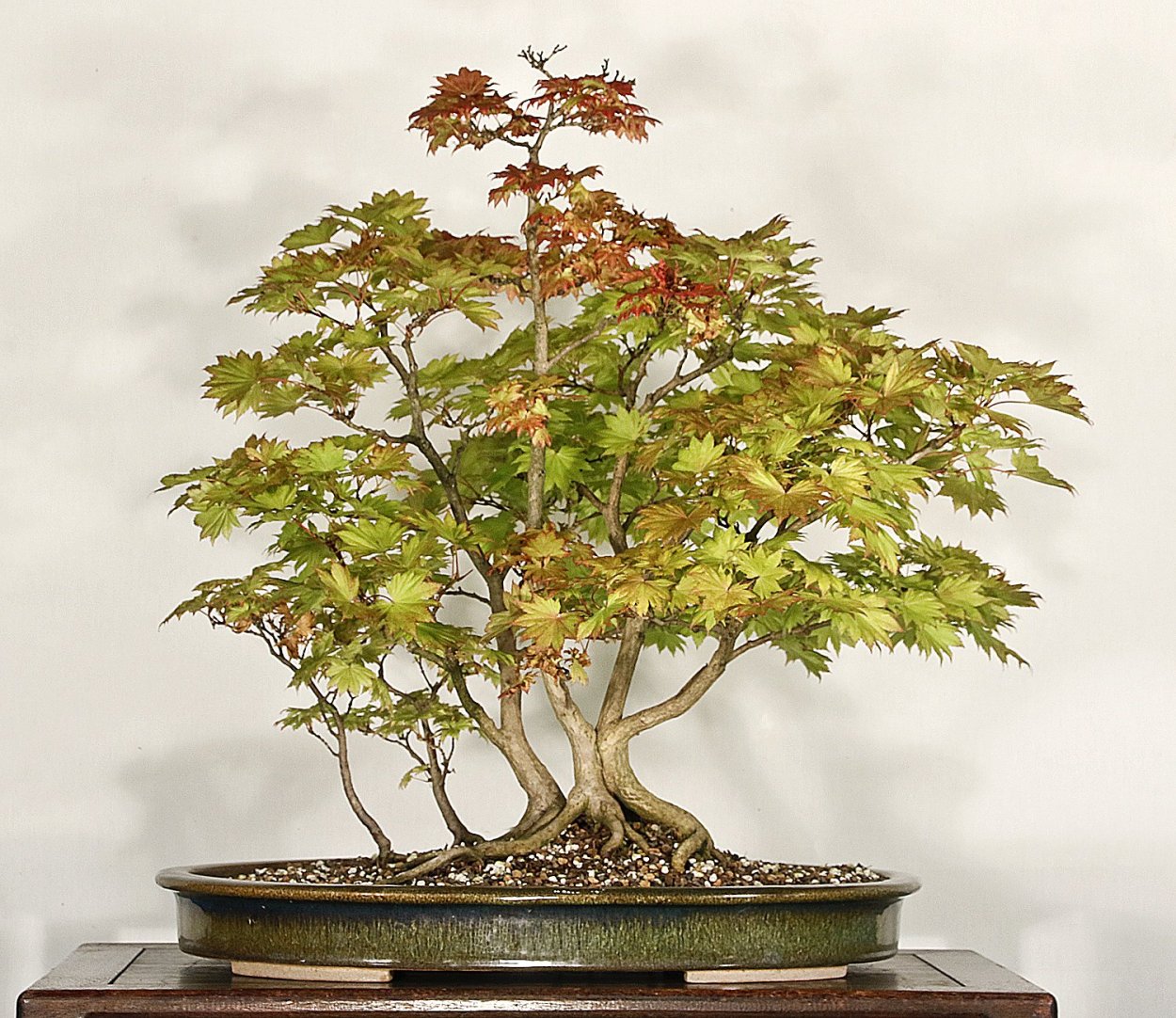 Клен монпелийский бонсай