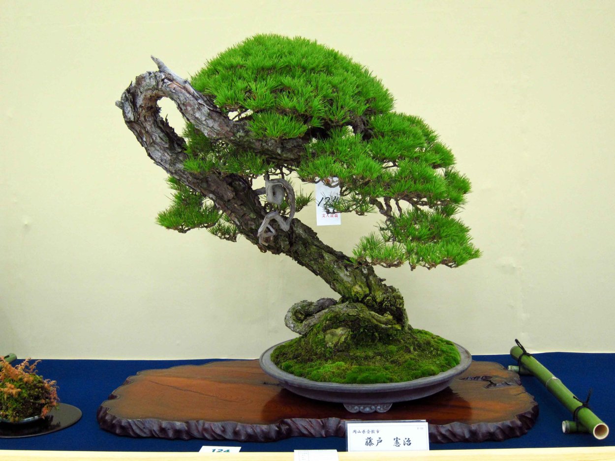 Клен дланевидный бонсай