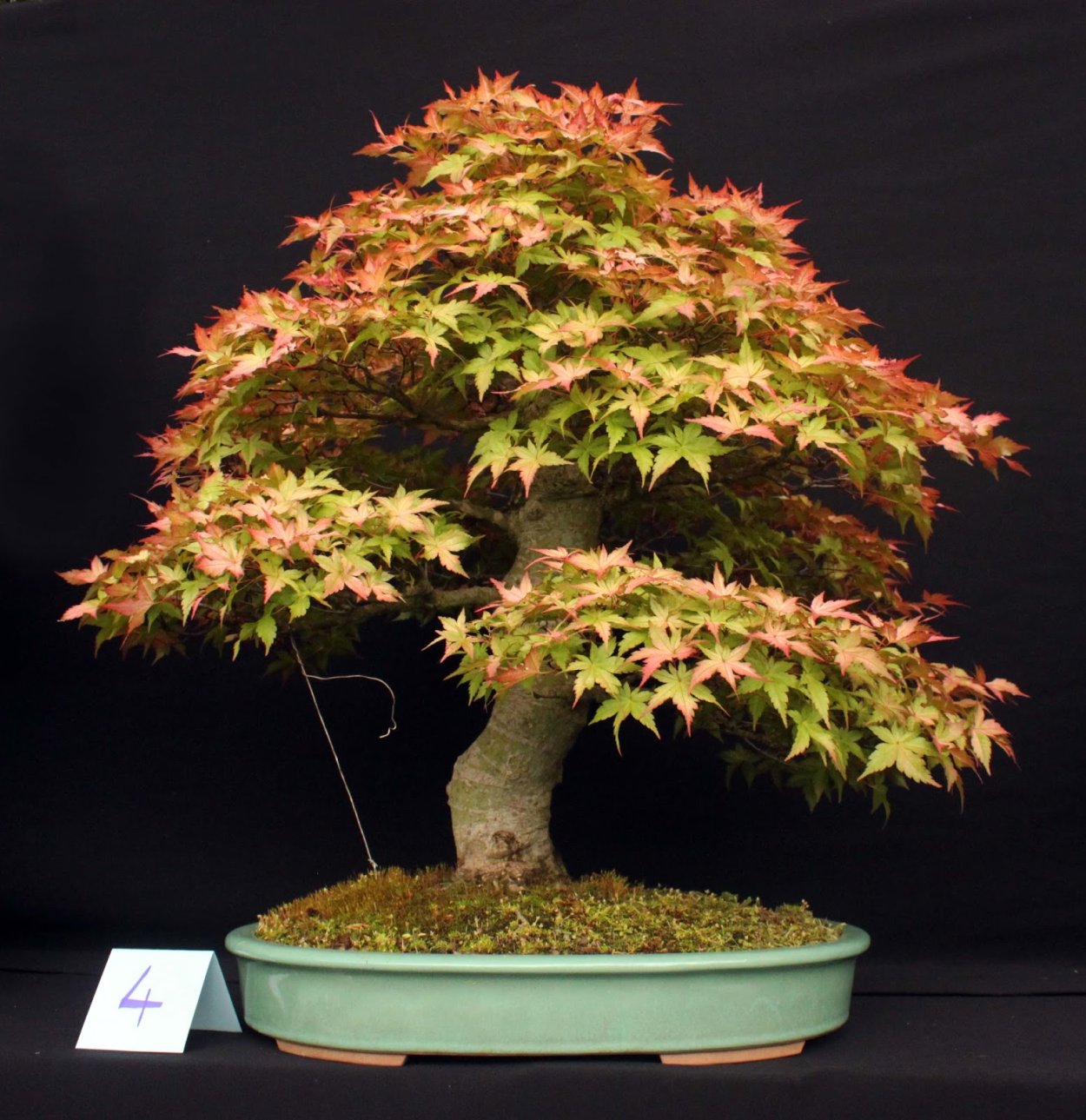 Хедера плющ бонсай