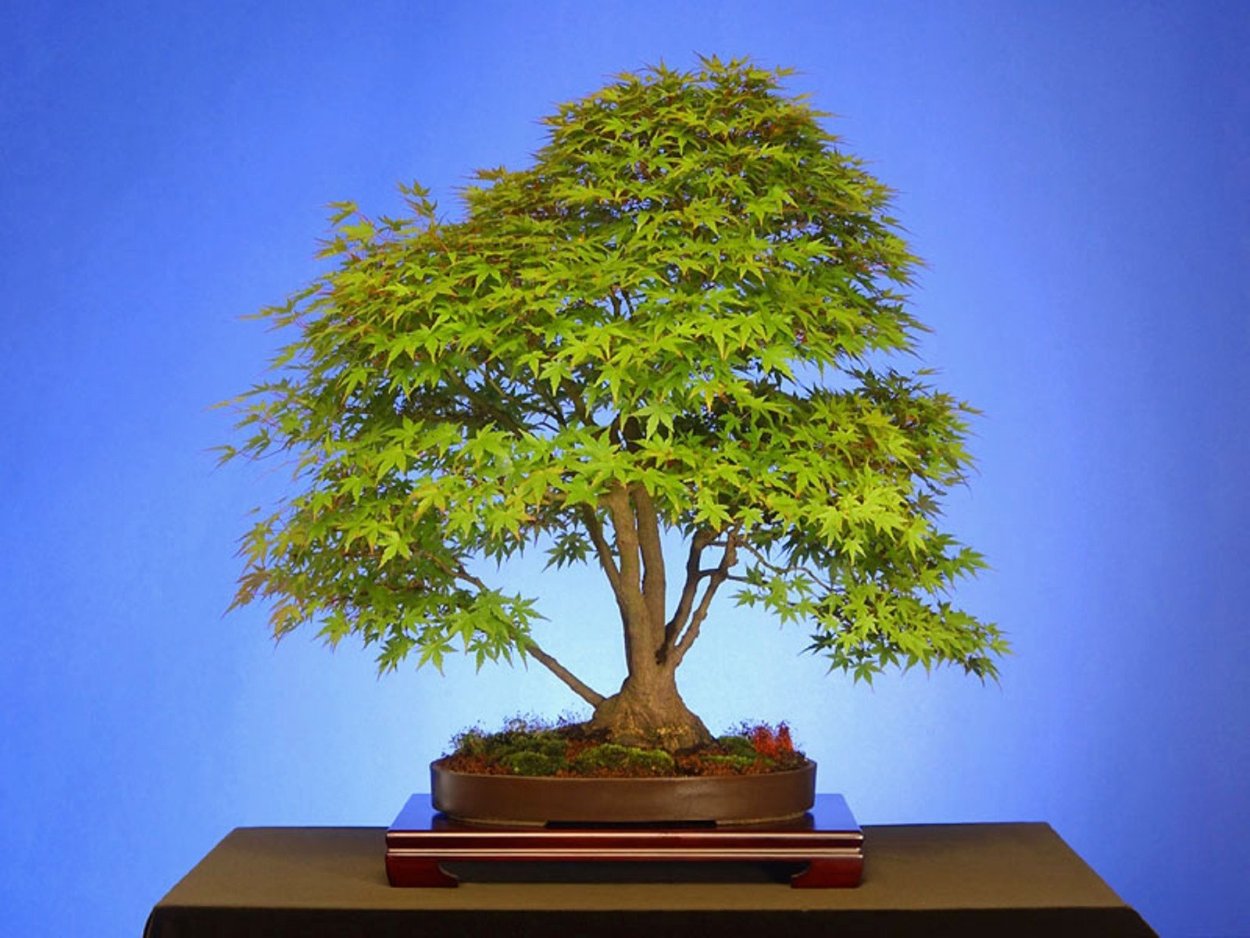 Bonsai Acer