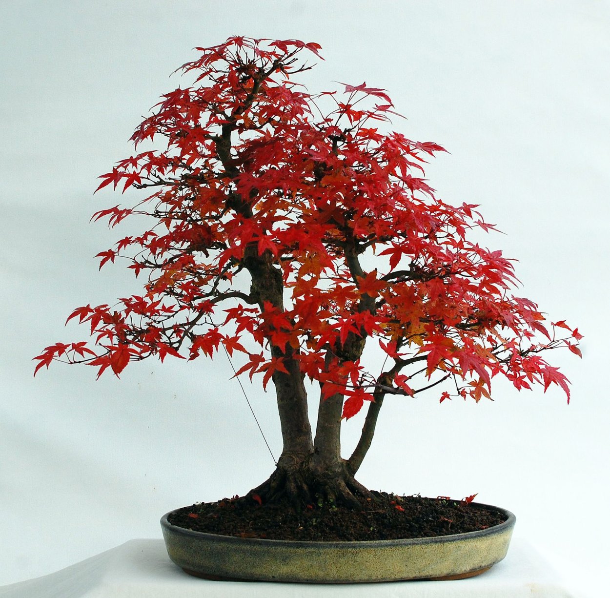 Бонсай клен мелколистный