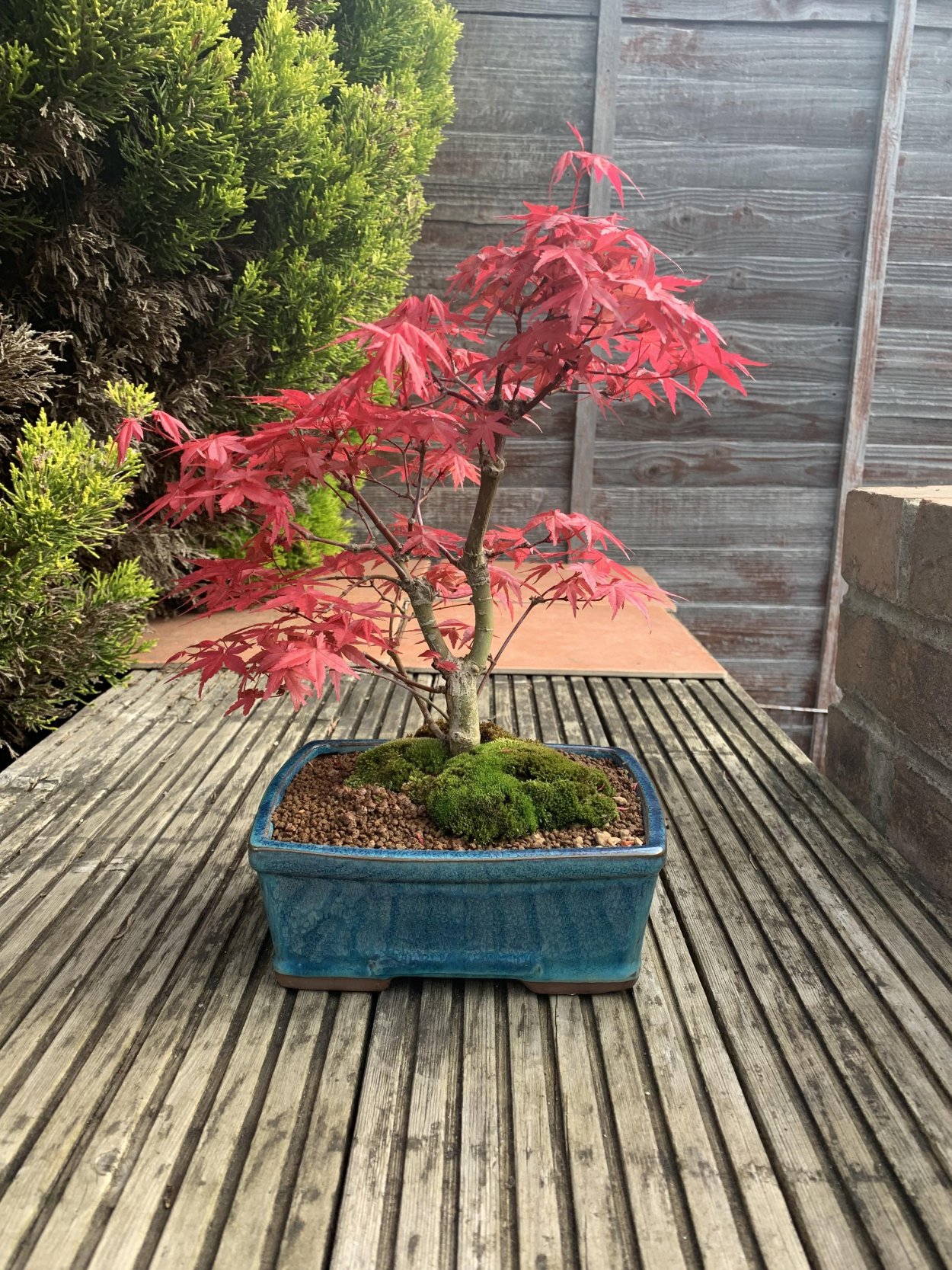 Веерообразный бонсай