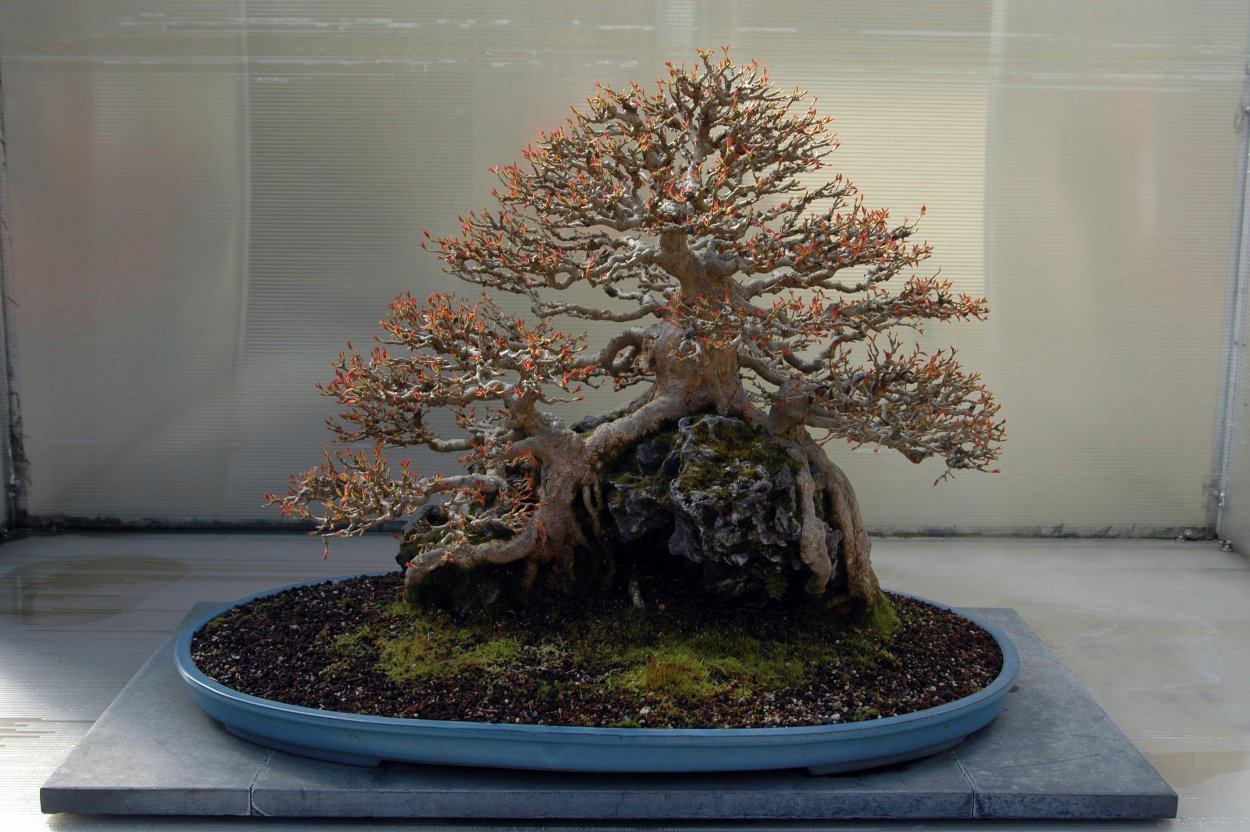 Клен веерный бонсай