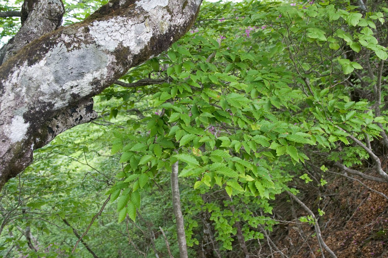 Fagus japonica