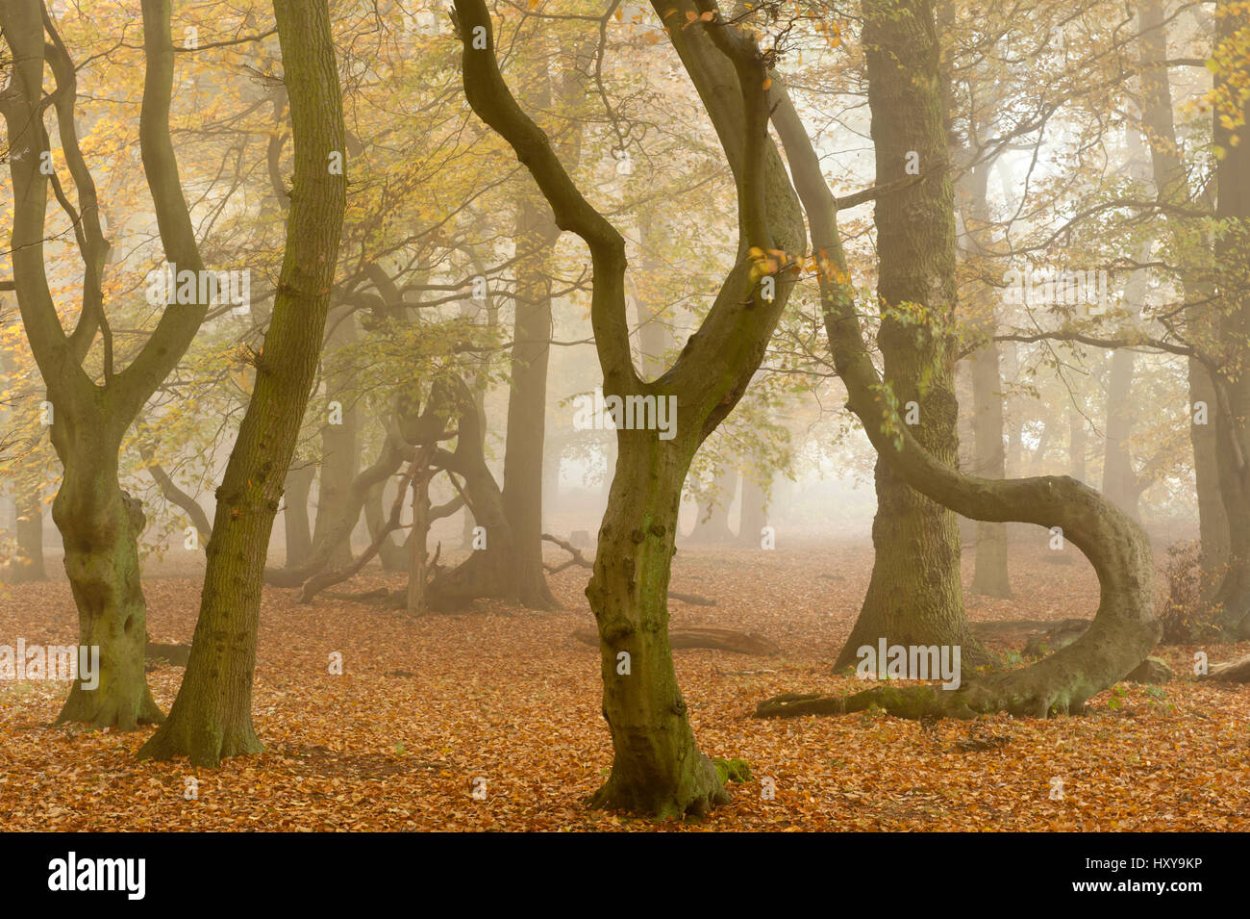 Лес Бейкон Хиллс