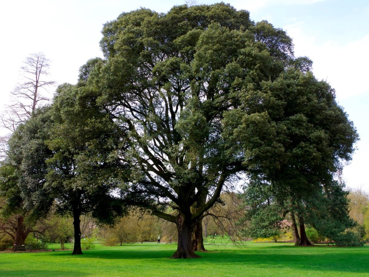 Дуб каменный Quercus Ilex