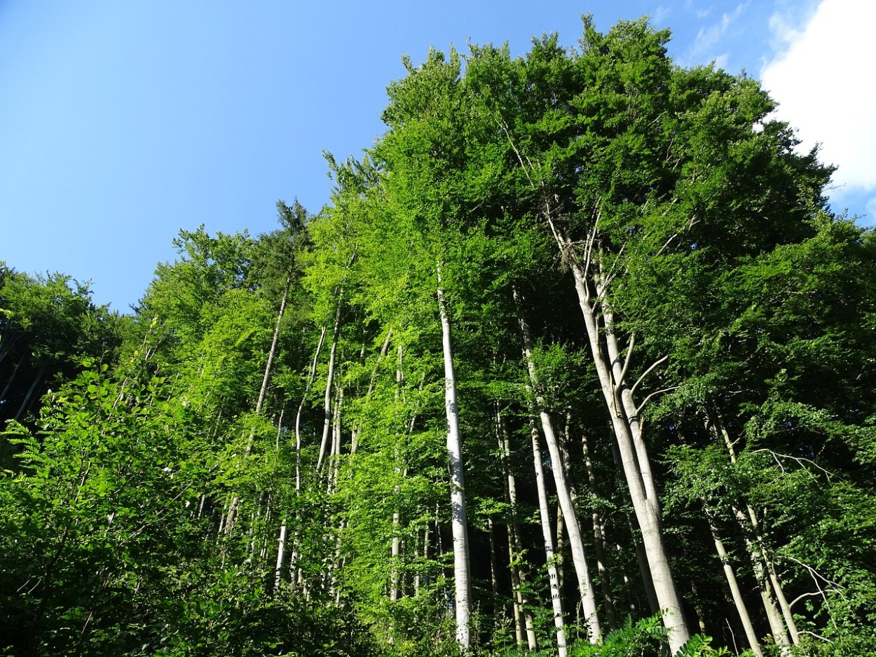 Широколиственные леса России деревья