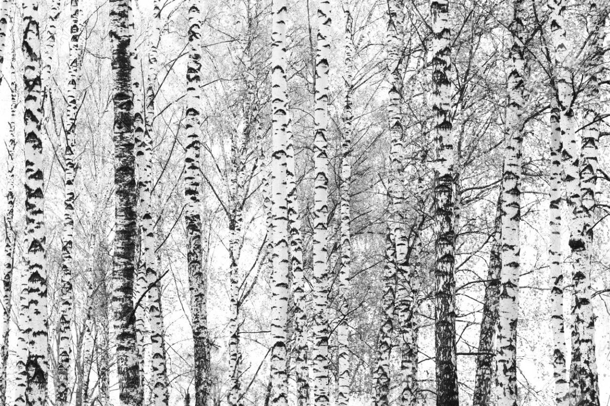 Гравюра черно белая береза