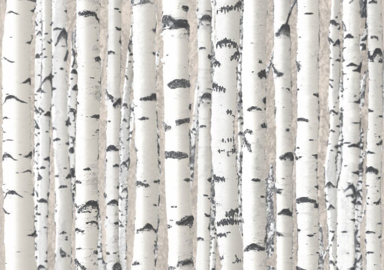 Silver Birch