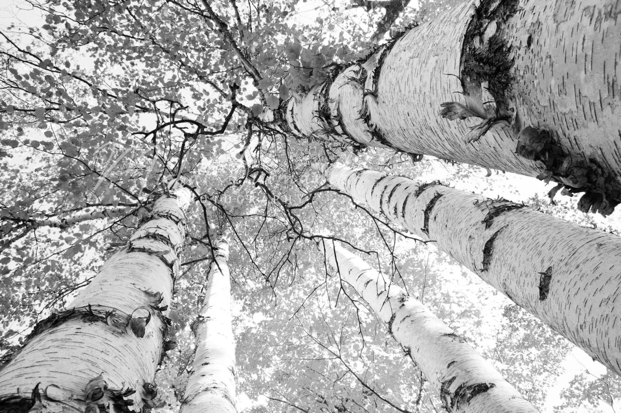 Береза черно белая картинка