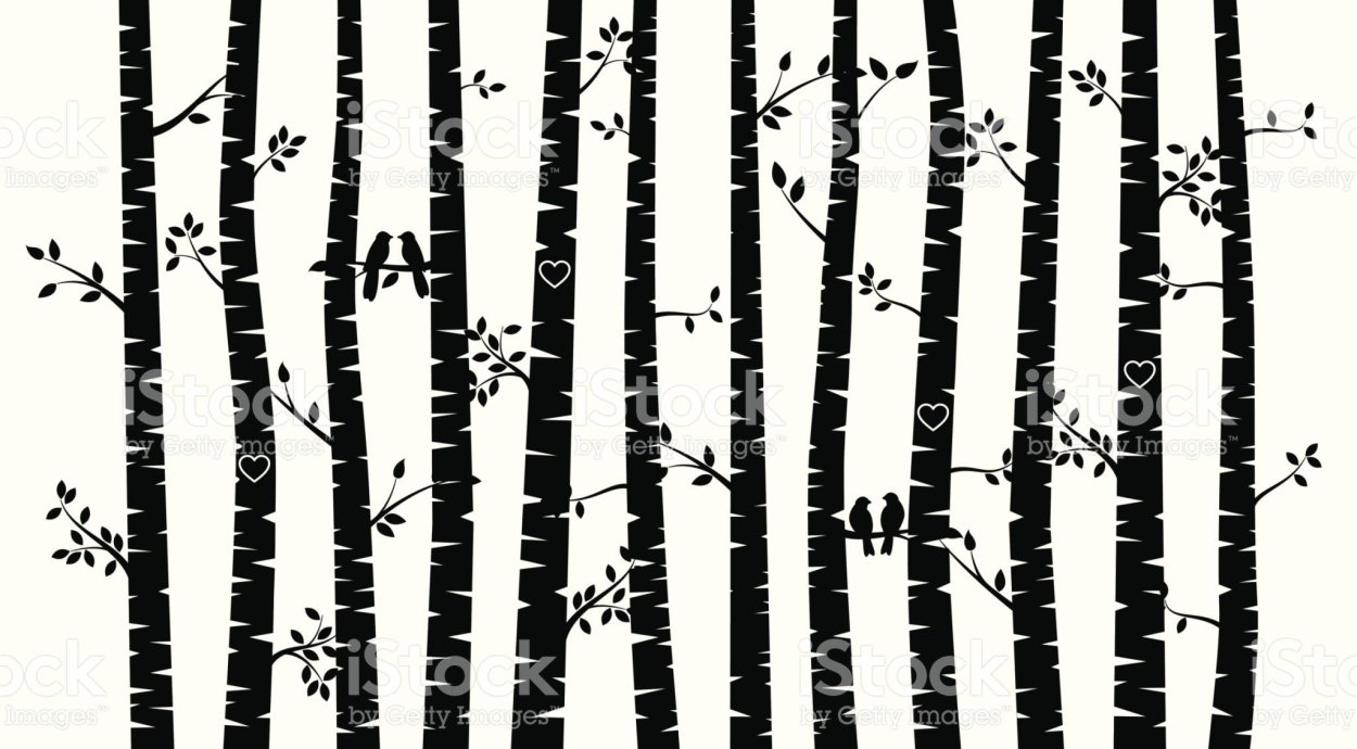 Ствол березы черно белый