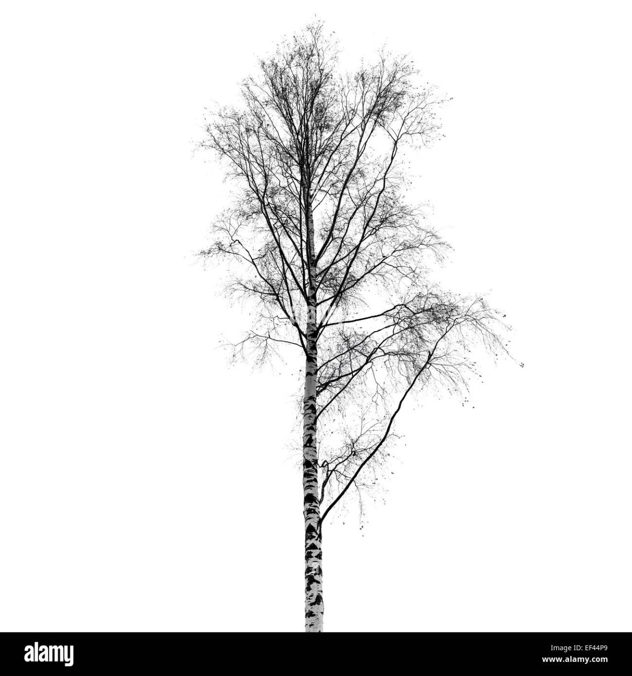 Силуэт дерева береза