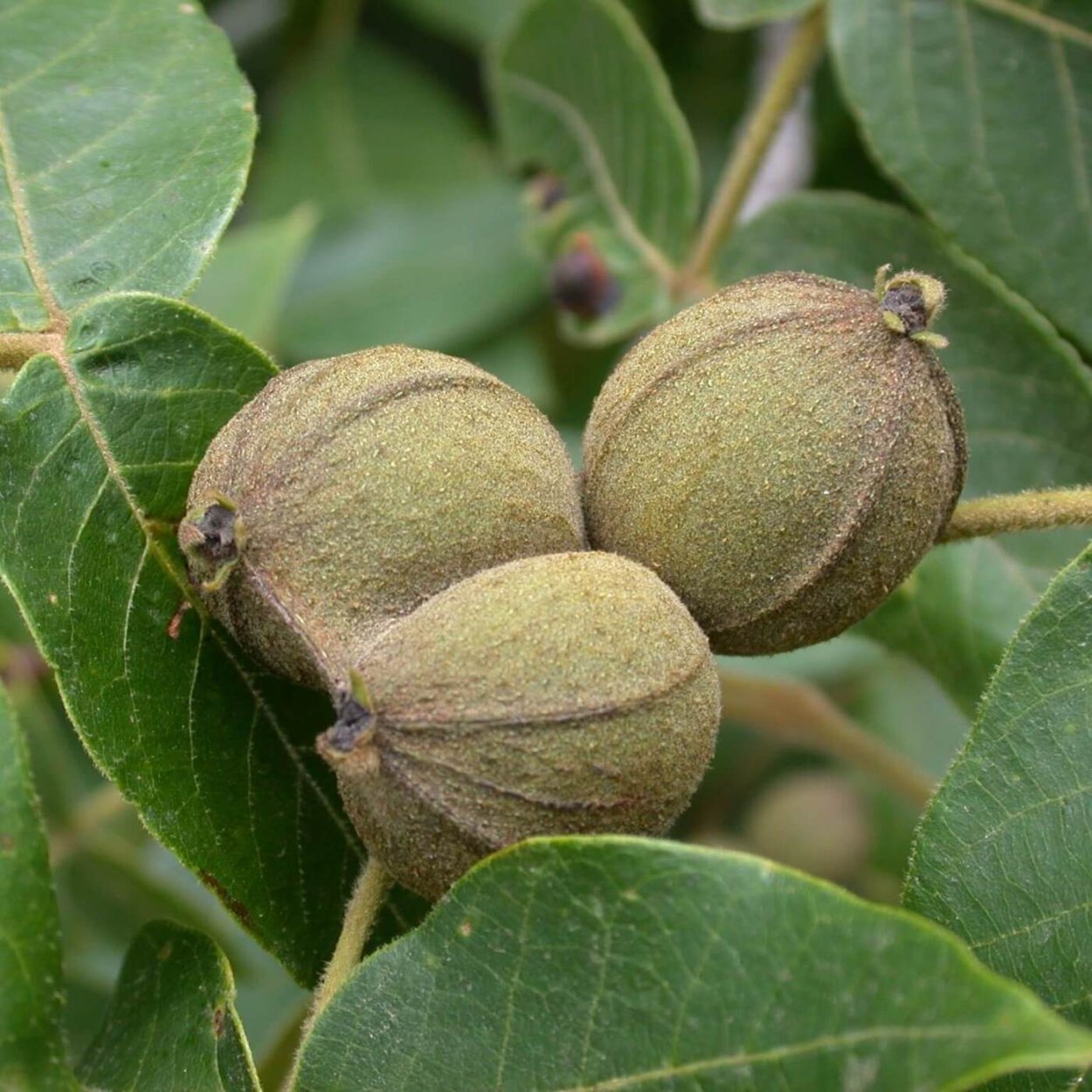 Японский орех сердцевидный