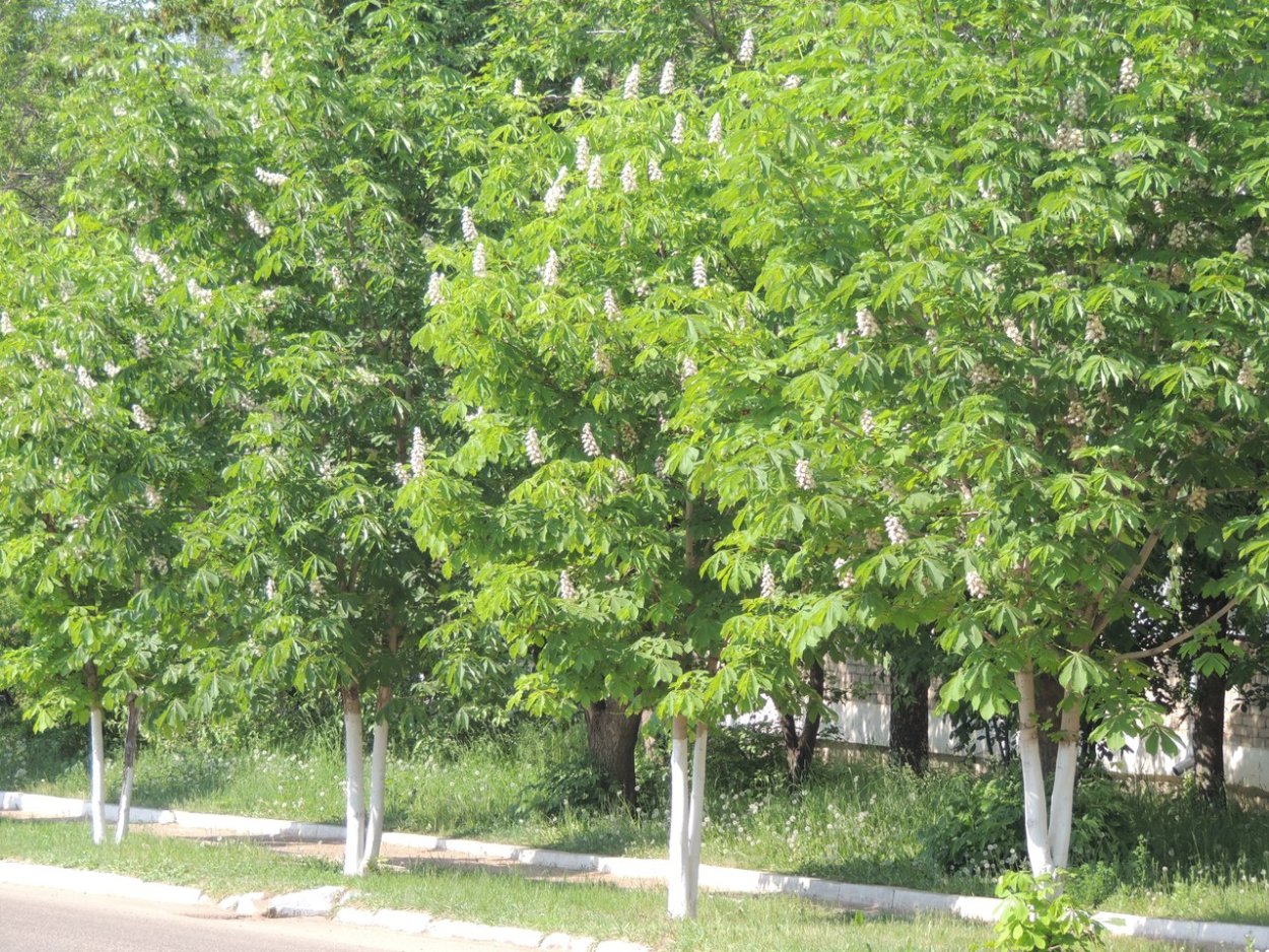 Лапина крылоплодная