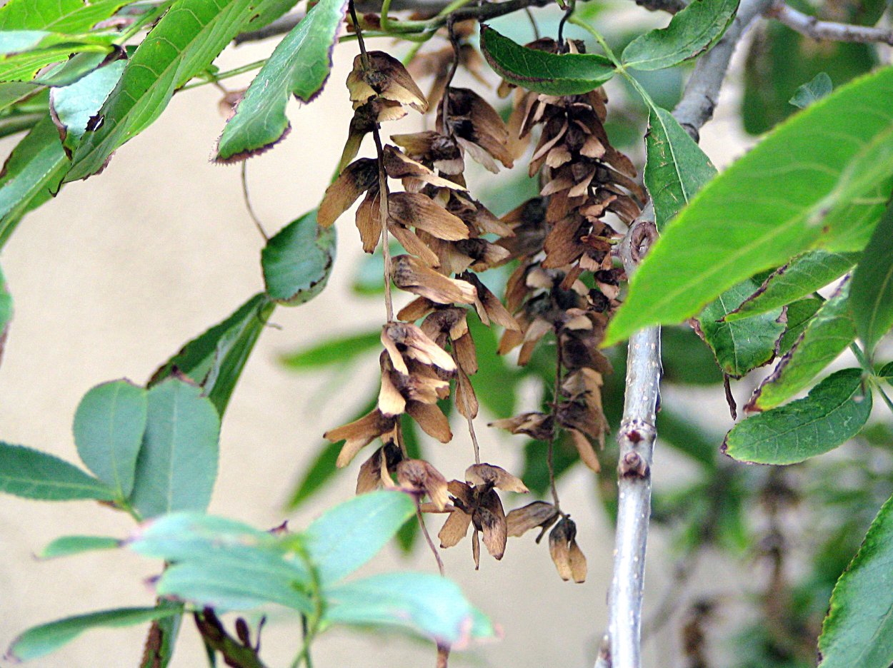 Граб дерево Сухуми