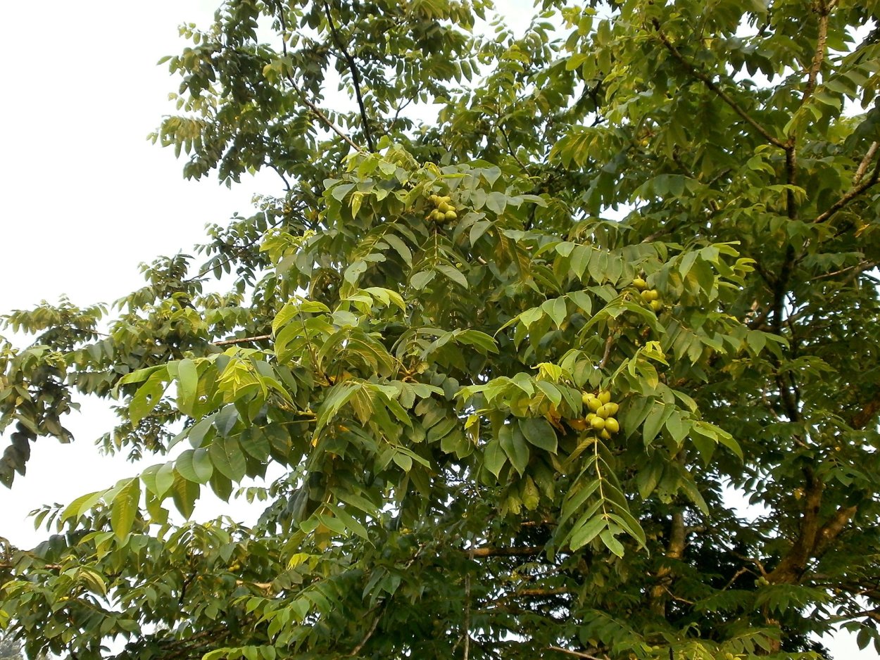 Орех сердцевидный, Juglans cordiformis