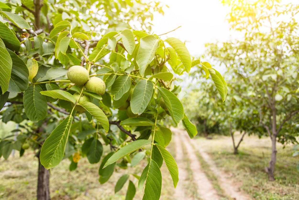 Орех маньчжурский (Juglans nigra l.)