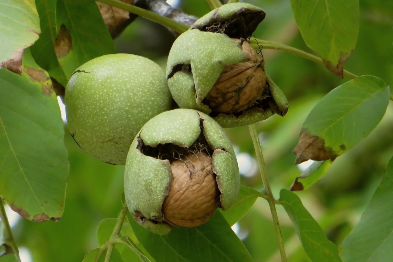 Орех маньчжурский (Juglans mandshurica)