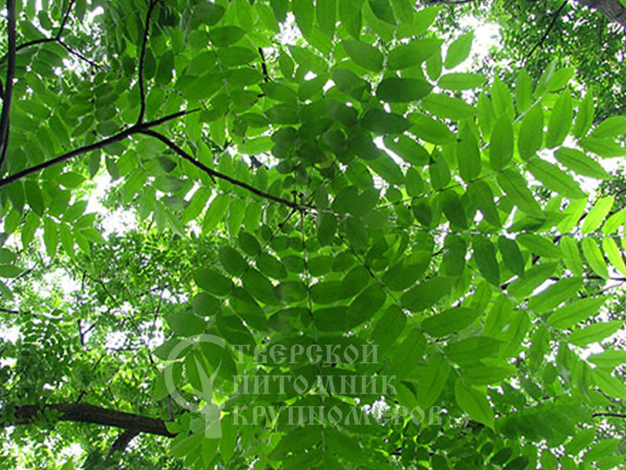 Саженцы орех кария пекан
