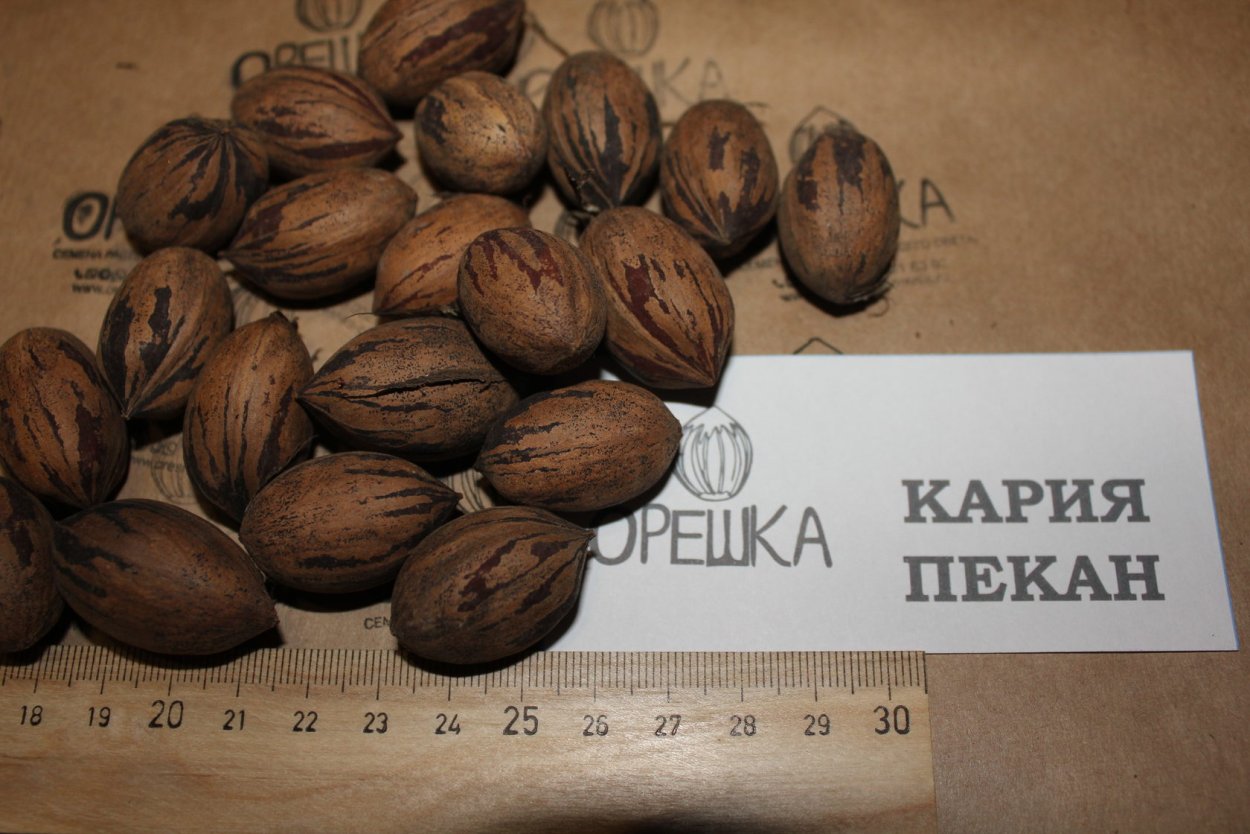 Каштан съедобный (Castanea Sativa)*