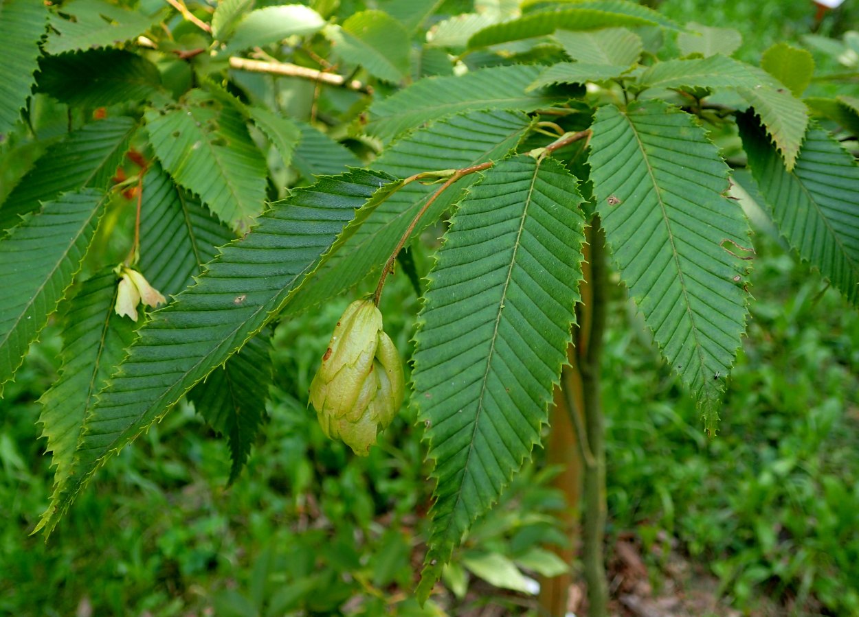 Каштан Сочи дерево