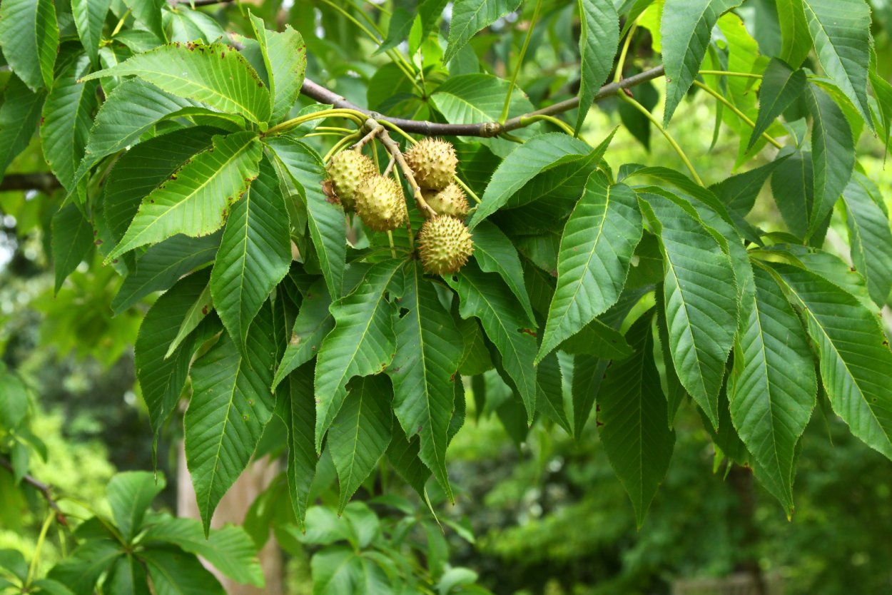 Juglans cordiformis