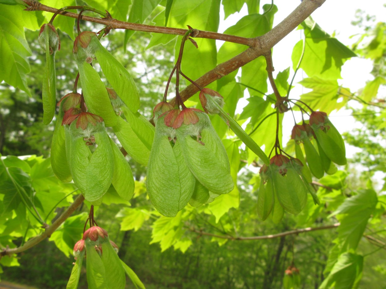 Juglans Australis